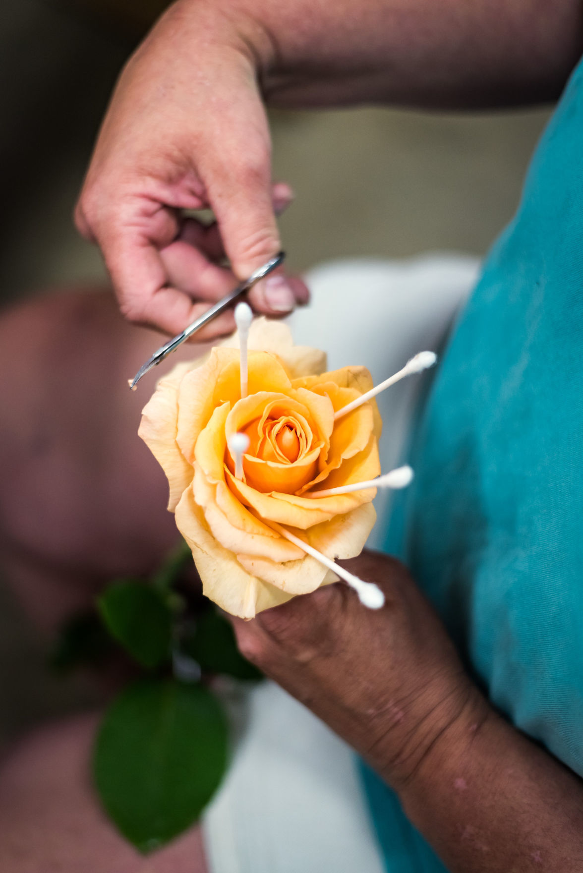 Rose Show